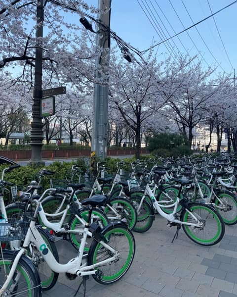 거리공원-어린이공원 산책길 사진 5