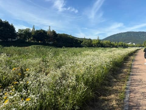 창원천 산책길 사진 6