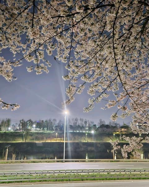 송정제방 수림대(군자교~성동교) 사진 5