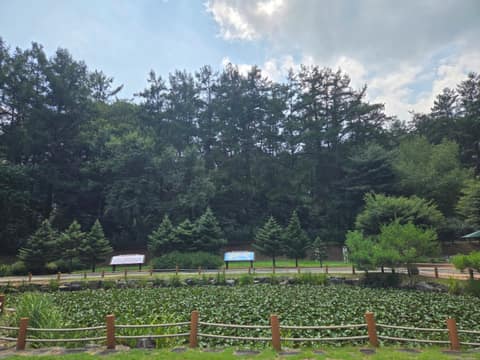 홍천 무궁화테마파크 산책길 사진 3