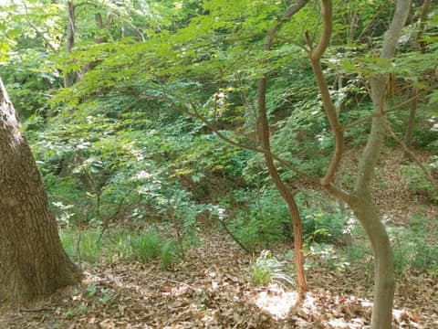 승학산 둘레길 사진 8