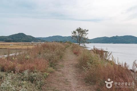 서해 황금 들녘길 사진 1