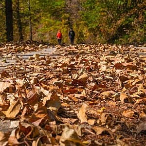 서해 황금 들녘길 사진 5
