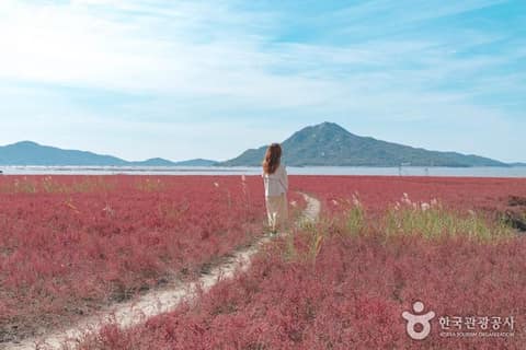 서해 황금 들녘길 사진 6