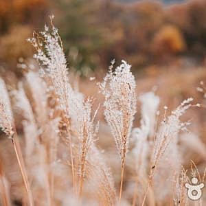 서해 황금 들녘길 사진 7
