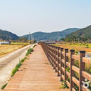 서해 황금 들녘길 사진 8