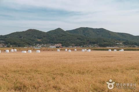 서해 황금 들녘길 사진 9