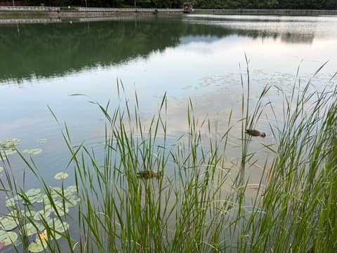 용지호수공원 산책길 사진 5