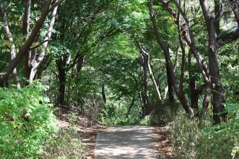 북서울꿈의숲 대표 산책길 사진 8