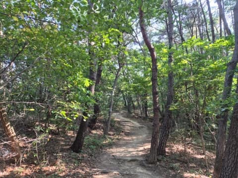 입화산 참살이 숲 누리길 01코스 사진 2