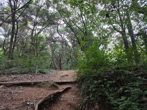 호암산 능선길 사진 5