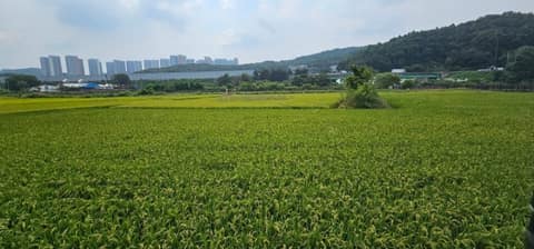 서랑저수지 산책길 사진 8