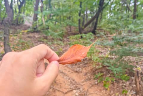 수리산 걷기 5코스 사진 6