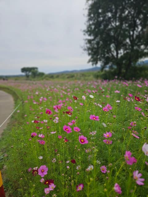탄천 산책길 사진 4