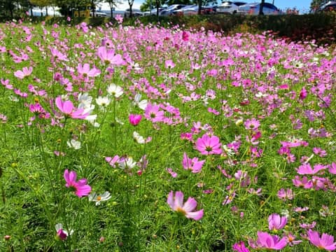 광양 서천변 산책길 사진 10