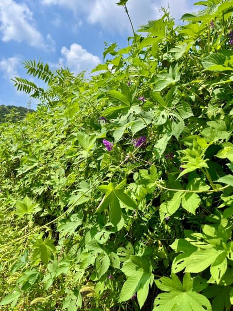과림저수지 산책길 사진 5