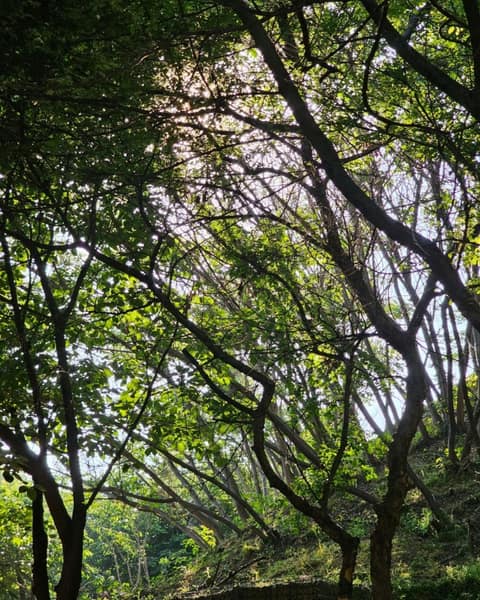 용정근린공원 산책길 사진 3