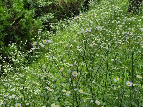 푸르미환경공원 산책길 사진 3