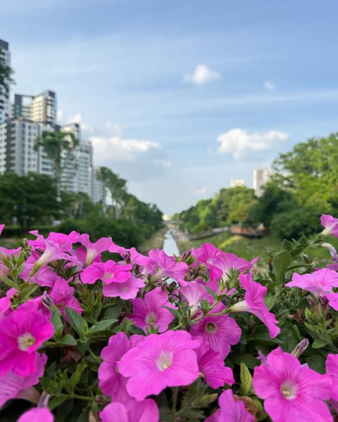 과천중앙공원 산책길 사진 4