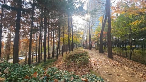 일원에코길 사진 5