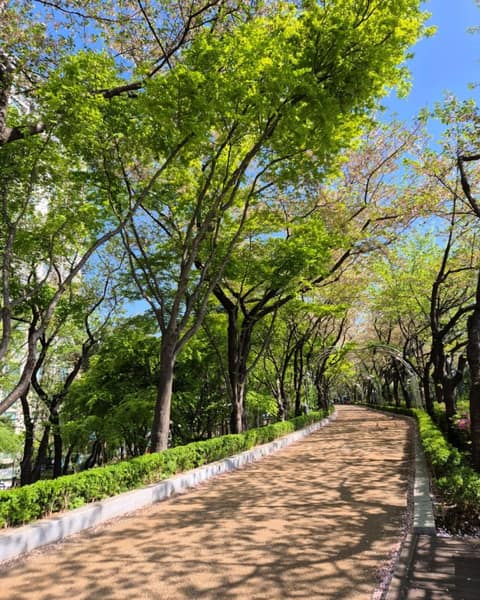 중랑천제방 장미벚꽃길 사진 1