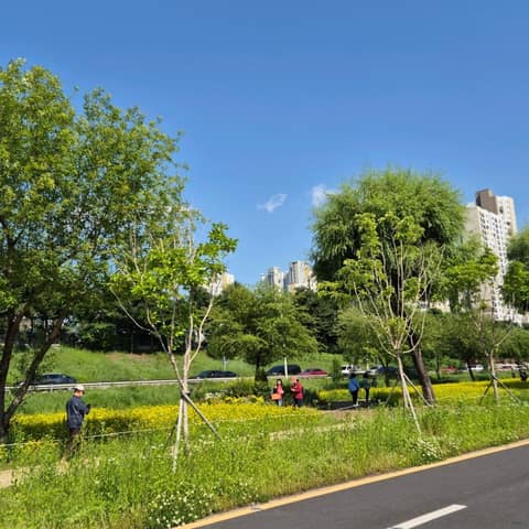 중랑천제방 장미벚꽃길 사진 2