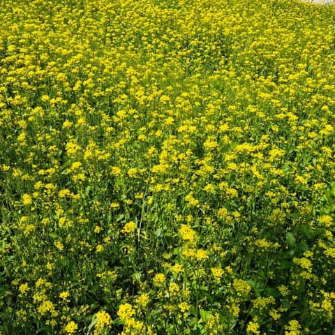 중랑천제방 장미벚꽃길 사진 5