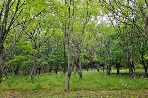 경상북도수목원 숲길 사진 3
