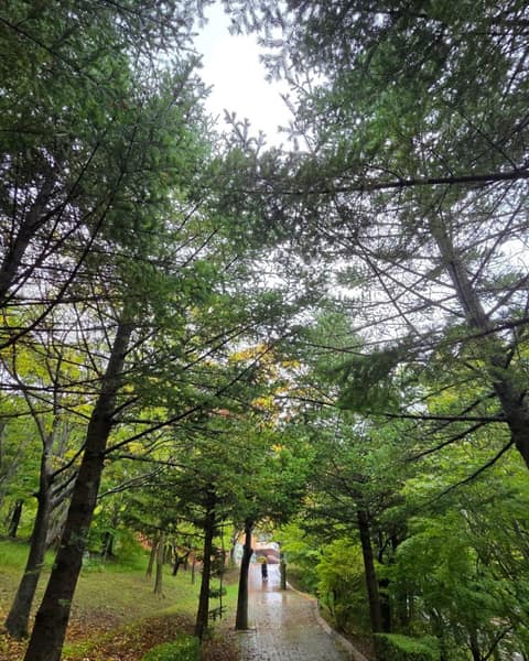 경상북도수목원 숲길 사진 5