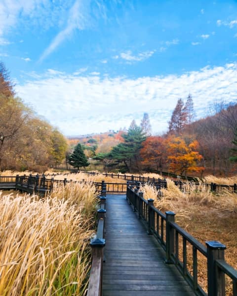 경상북도수목원 숲길 사진 7