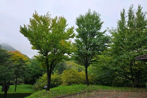 경상북도수목원 숲길 사진 8