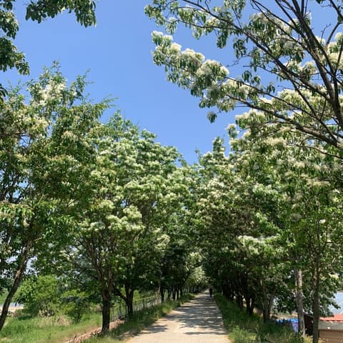 이팝나무길 사진 6