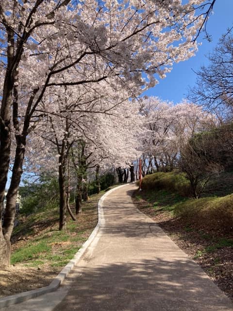양양 현산공원 산책길 사진 2