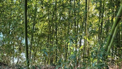 양양 현산공원 산책길 사진 7