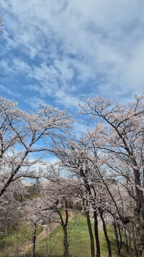 양양 현산공원 산책길 사진 8
