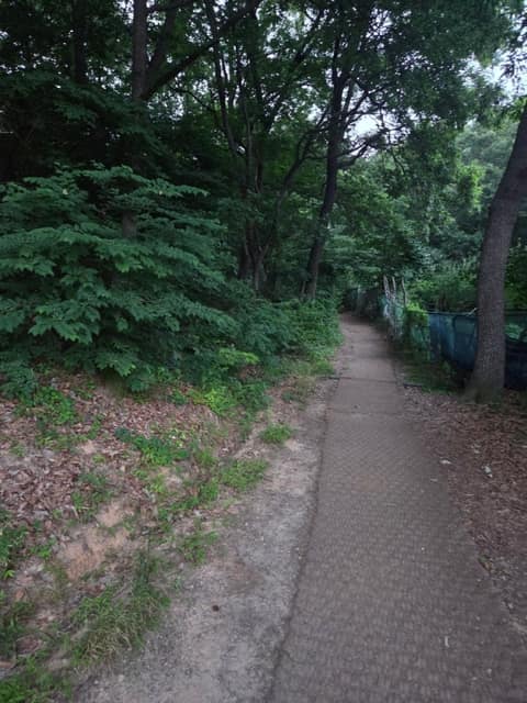 관악산 둘레길(관양고) 사진 5