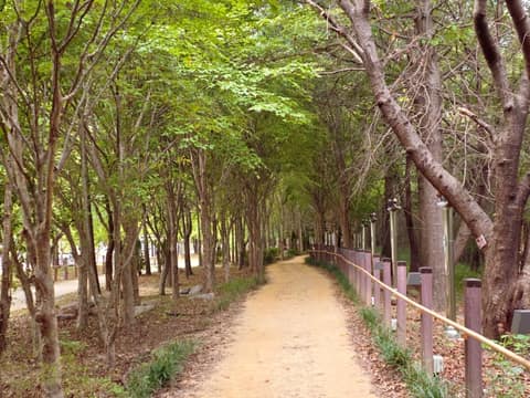 시민의 숲 맨발산책로 사진 3