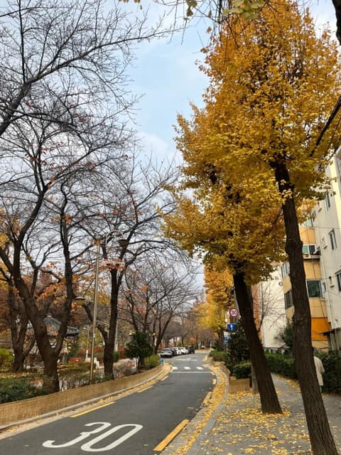 가을단풍길(홍제천로) 사진 2