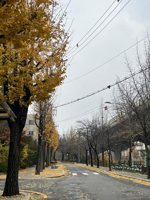 가을단풍길(홍제천로) 사진 8
