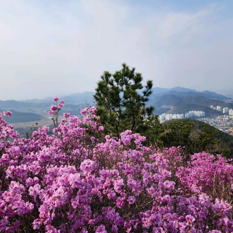안심산 둘레길 사진 3