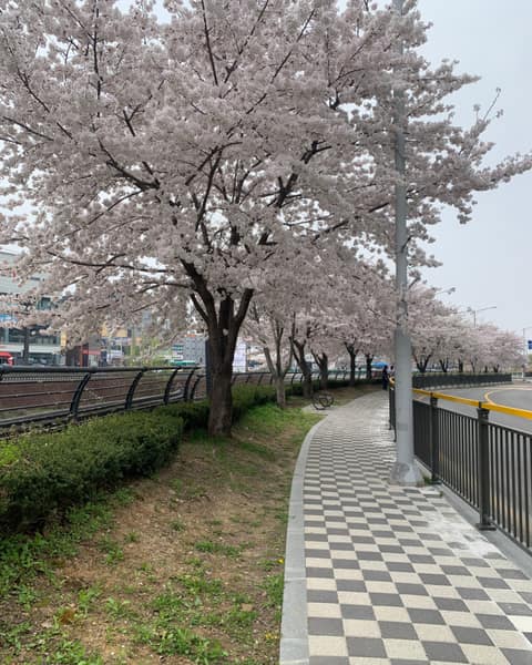 안성 금석천 산책길 사진 3