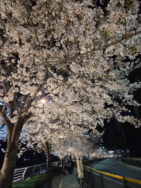 안성 금석천 산책길 사진 5