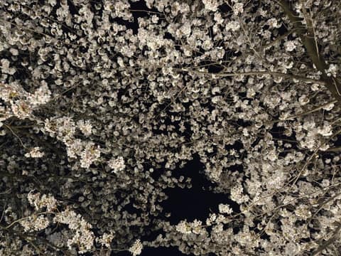 안성 금석천 산책길 사진 9