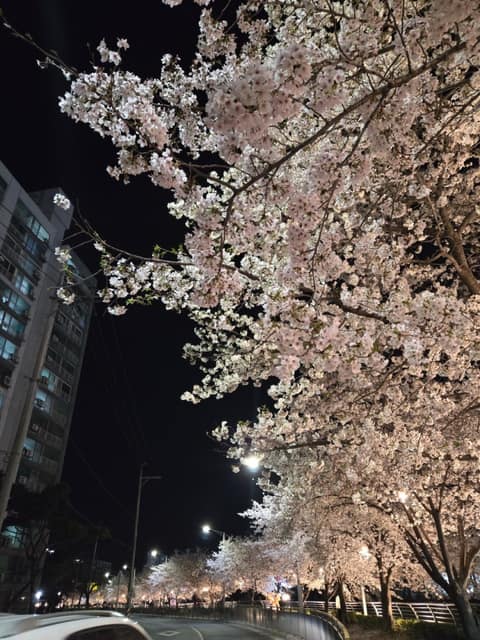 안성 금석천 산책길 사진 10