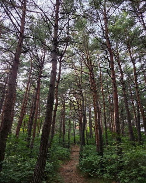 칠보산 캠핑길 사진 2