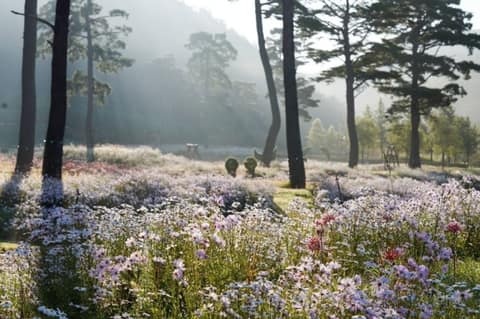 국립백두대간수목원 산책길 사진 4