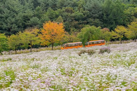 국립백두대간수목원 산책길 사진 9