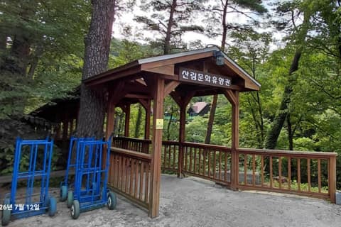 대관령자연휴양림 숲길 사진 4